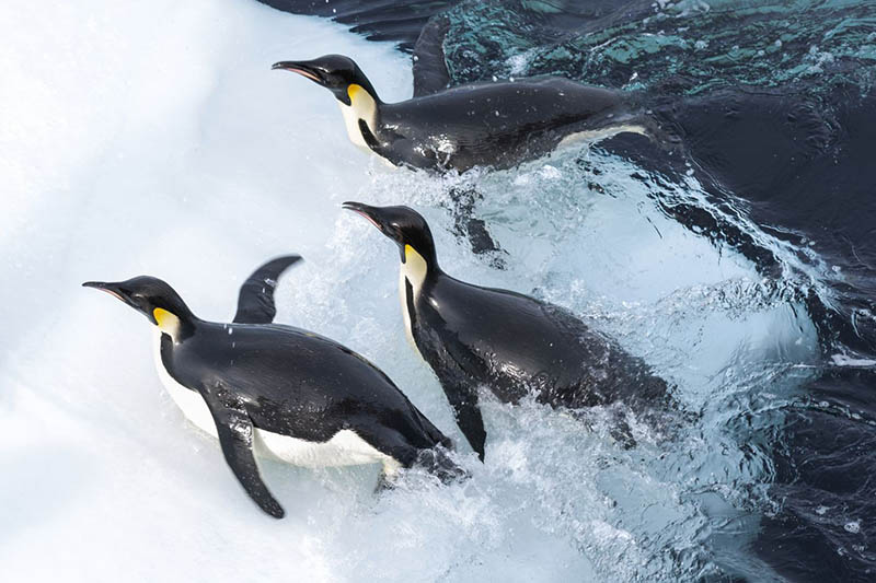  Popotovanje cesarskega pingvina 2 – Klic  