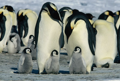  Popotovanje cesarskega pingvina  