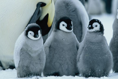  Popotovanje cesarskega pingvina  
