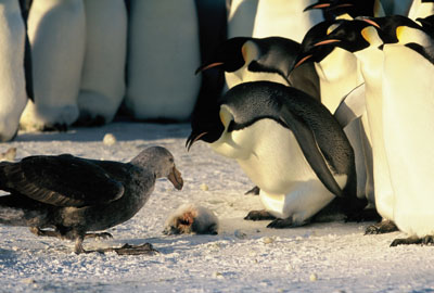  Popotovanje cesarskega pingvina   