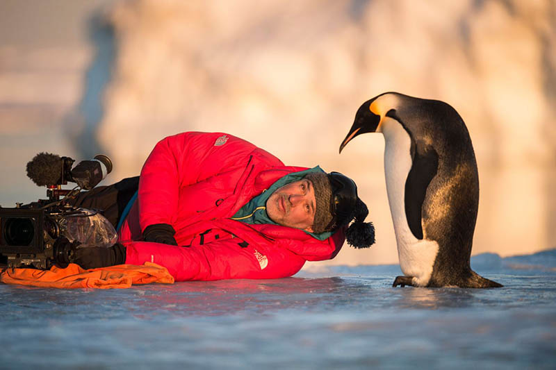  Popotovanje cesarskega pingvina 2  Klic  